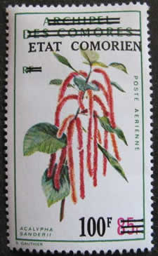 acalypha